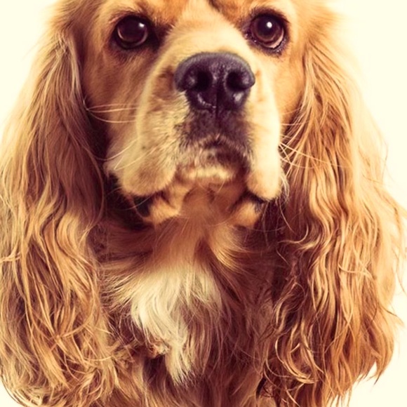 Meet your Posher - Picture 1 of 1